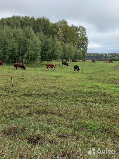 Быки, тёлки