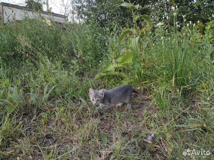 Котенок серый красивый почти породистый