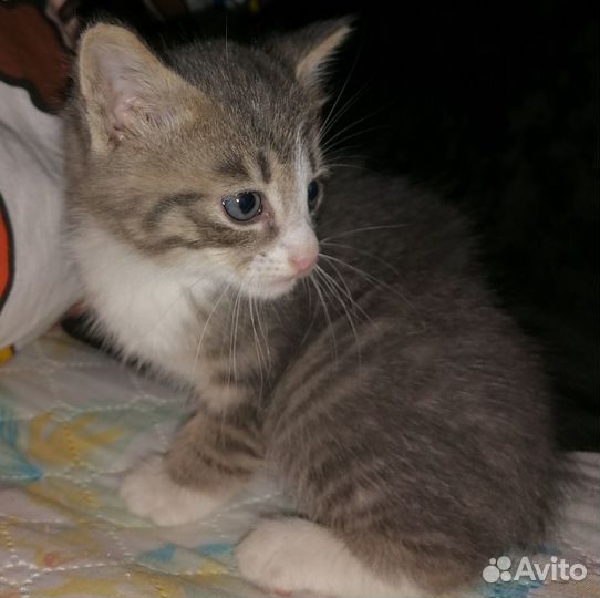 Отдам котят в хорошие руки