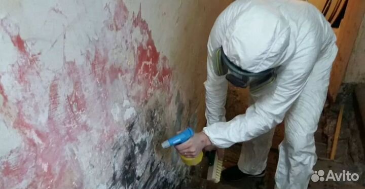 Удаление плесени и грибка