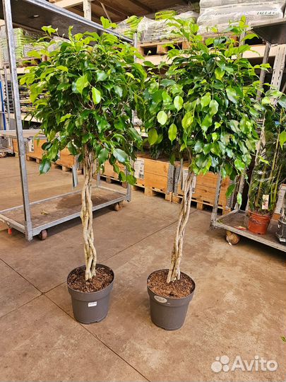 Фикус Бенджамина Экзотика ствол переплетенный