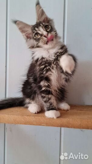 Мейн-кун малыш