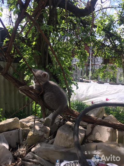 Котята в добрые руки бесплатно