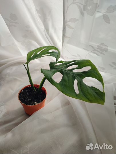 Монстера манки маск