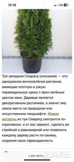 Туя Смарагд западная