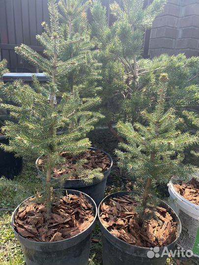 Ель канадская Picia glauca