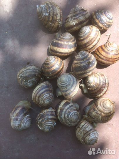 Виноградные улитки