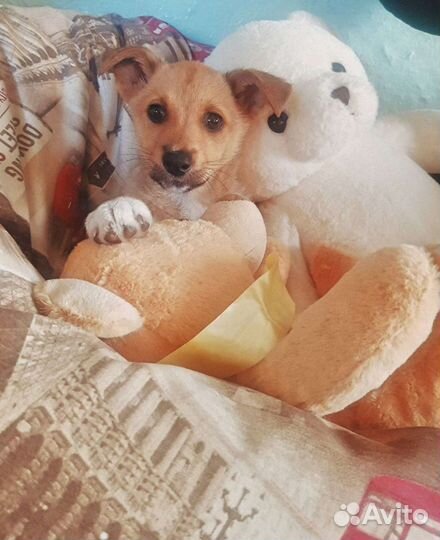 Передержка домашних животных,зоогостиница