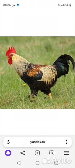 Молодые петухи