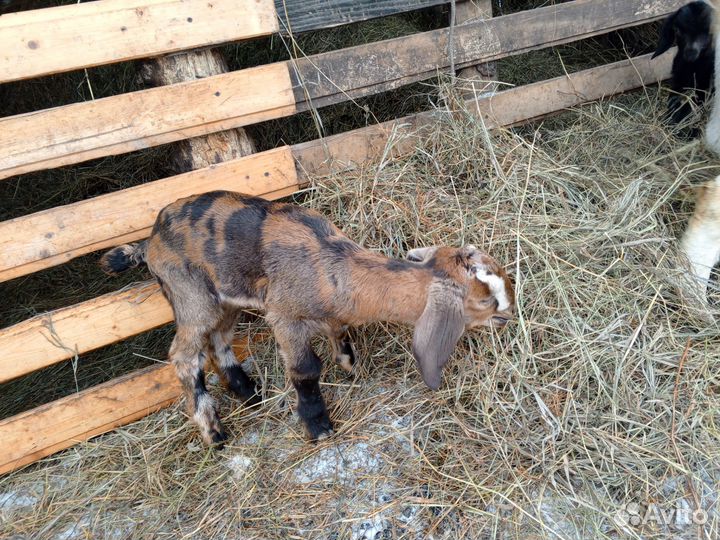 Нубийские козлята и козочки