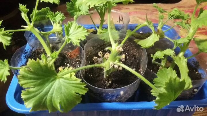 Черенок королевской пеларгонии