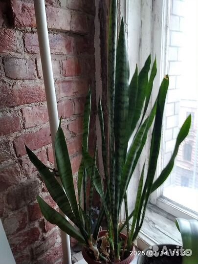 Сансевиерия щучий хвост