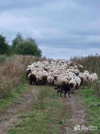 Овцы и бараны