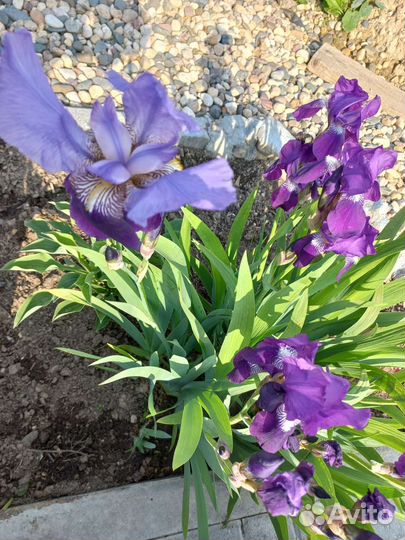 Многолетники