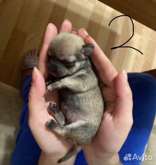 Собаки чихуахуа щенок