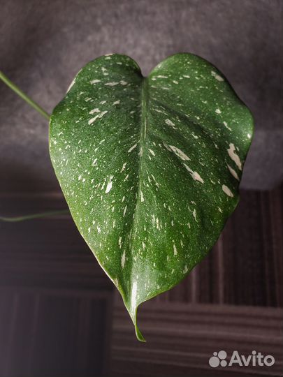 Монстера Тайское созвездие