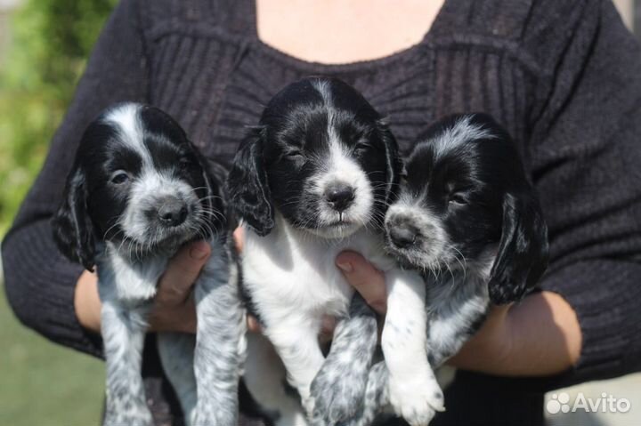 Щенки русского охотничьего спаниеля