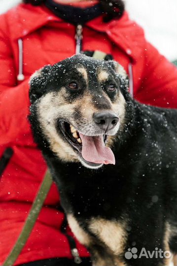 Макс, добрый и преданный