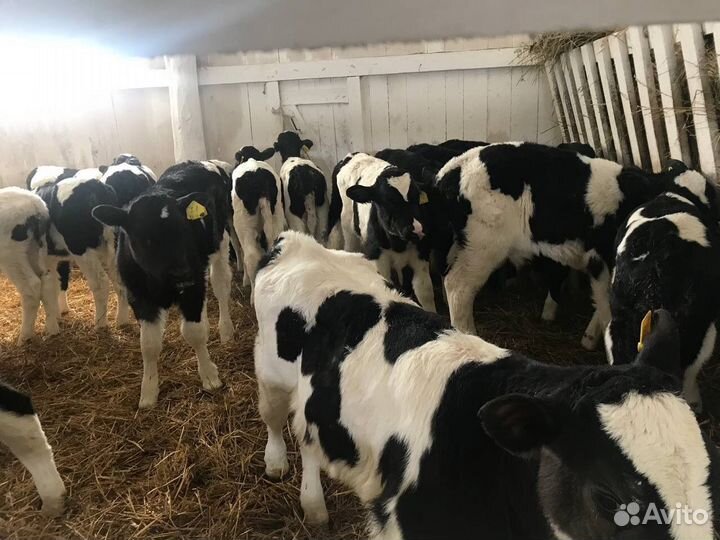 Телята, телочки, бычки