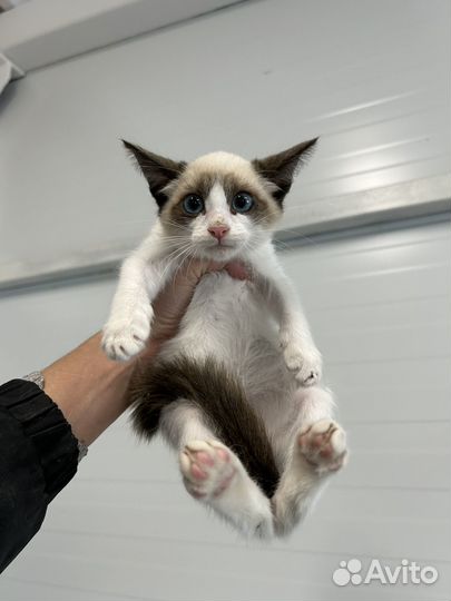 Котенок девочка в квартиру