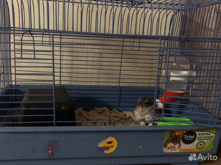 Джунгарский хомяк с клеткой 1000
