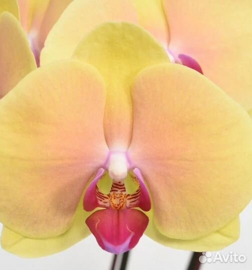 Орхидея фаленопсис детка