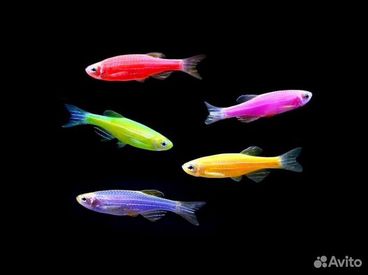 Неоны, данио, сомы