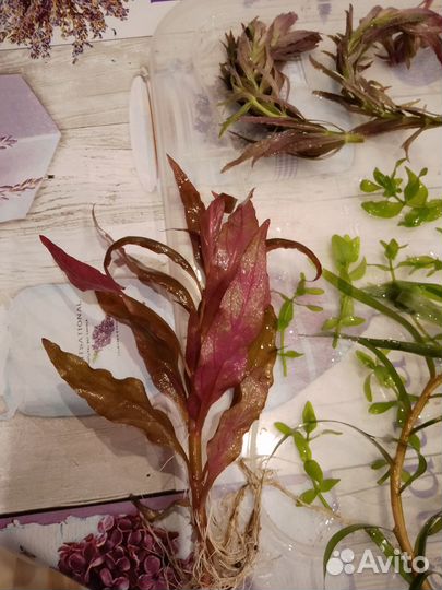 Прополка аквариума