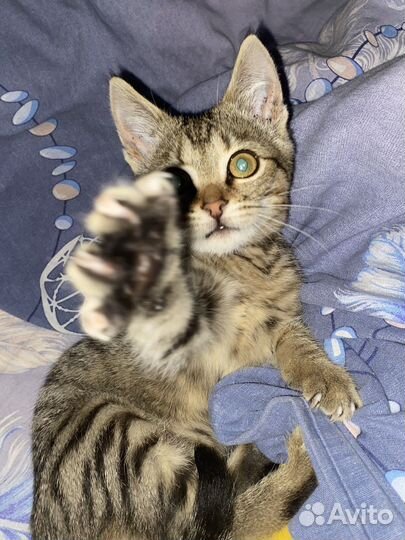 Кошка ищет дом