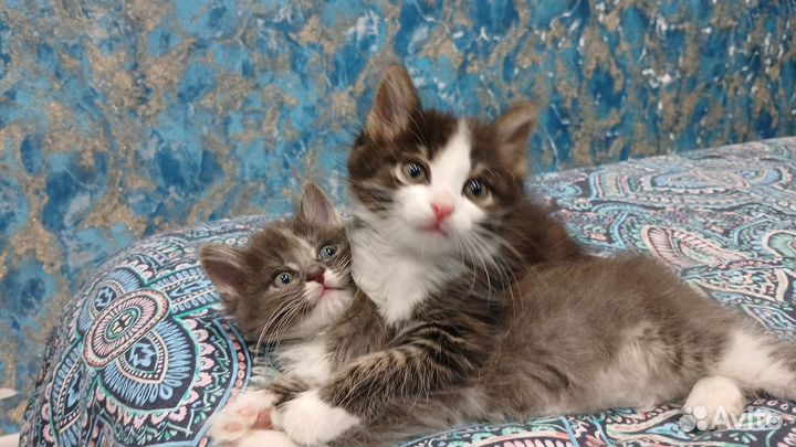 Котята в добрые руки бесплатно