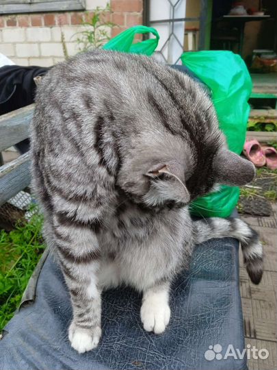 Котик из сада