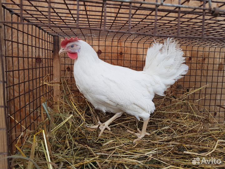 Куры, молодки, несушки