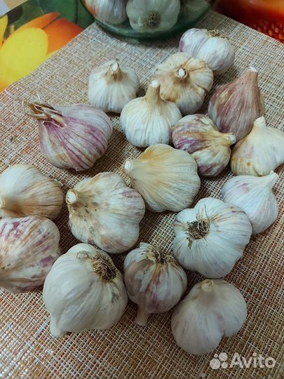 Чеснок зимний