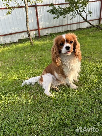 Кавалер кинг чарльз спаниель девочка