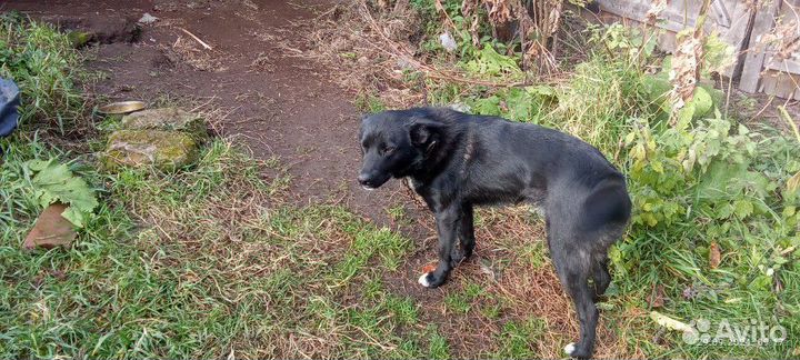 Пес лайки охотничий кабель с мордой медвеженка