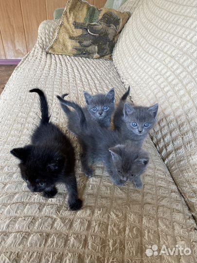 Отдам в добрые руки