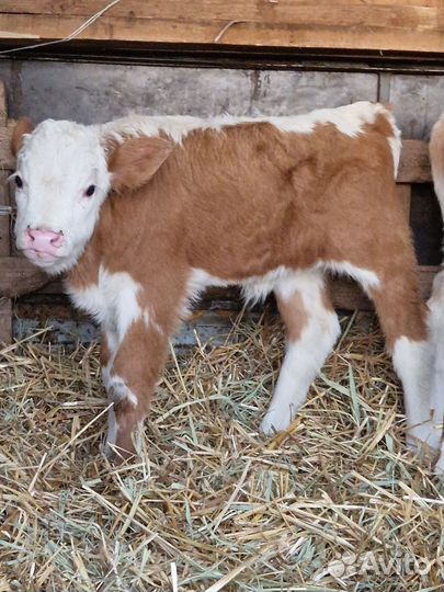 Коровы и телки