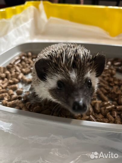 Африканский карликовый еж