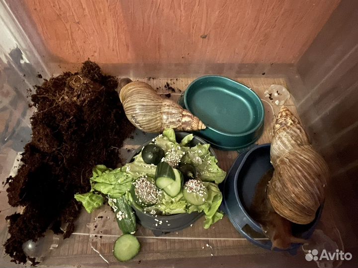 Улитки ахатины