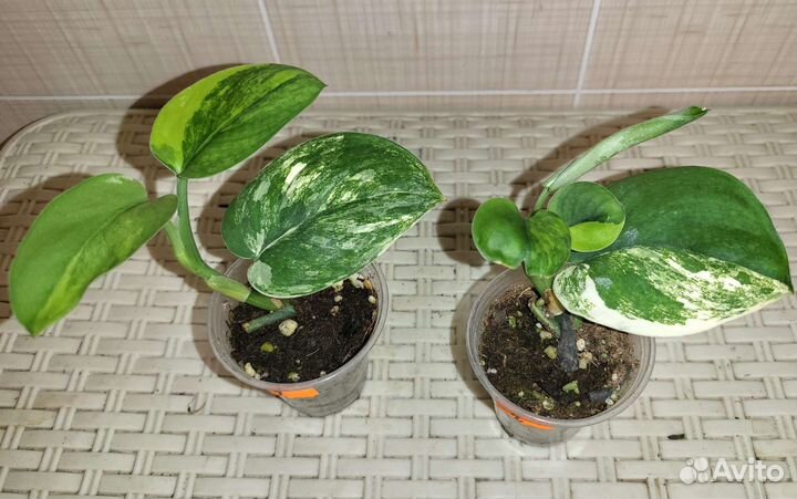 Сциндапсусы #2