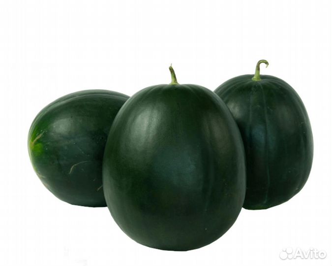 Семена Арбуза 