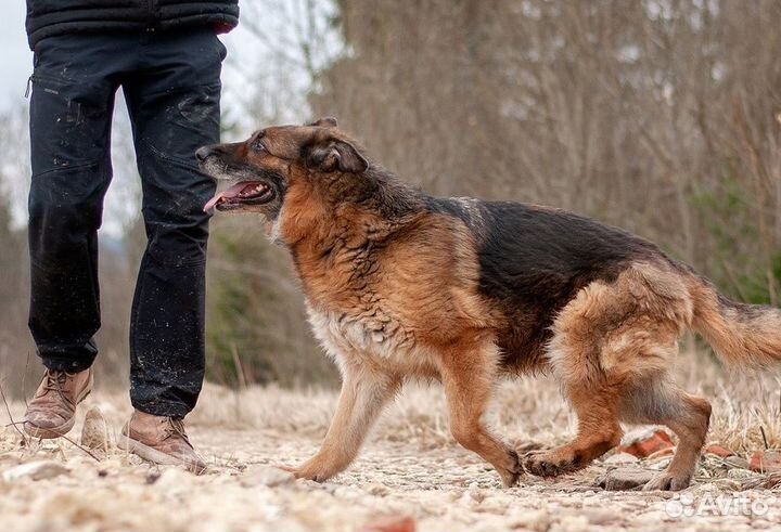 Пожилая немецкая овчарка Шейла в приюте