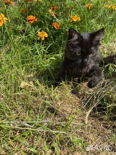 Котёнок мальчик, пушистый