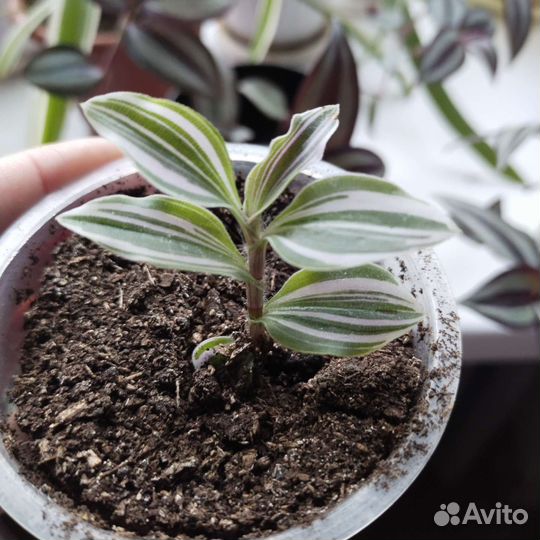 Цветы домашние