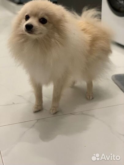 Немецкий шпиц