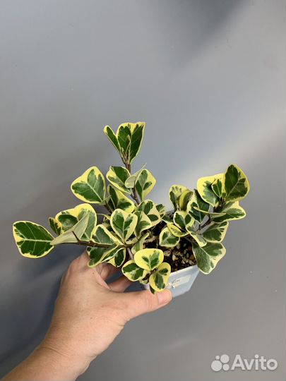 Фикус Триангулярис Вайт Марджин