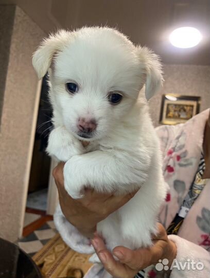 Продаются щенки