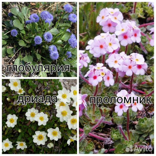 Низкорослые многолетники (читайте описание)