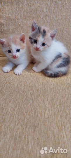 Кошка в дар бесплатно