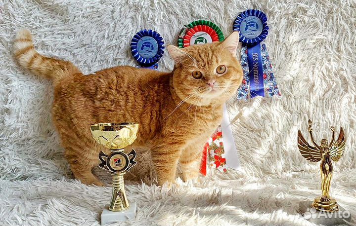 Шотландский кот на вязку